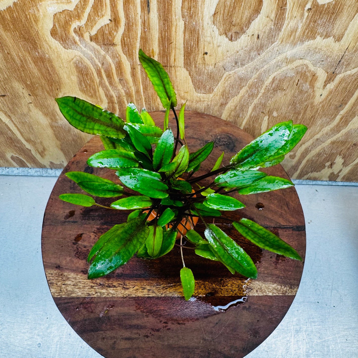 Scapeshop.com.au Vase Cryptocoryne Wendtii Tall Terracotta Vase Buy Aquarium Plants from our farm - Crypt Wendtii Tall Terracotta Vase