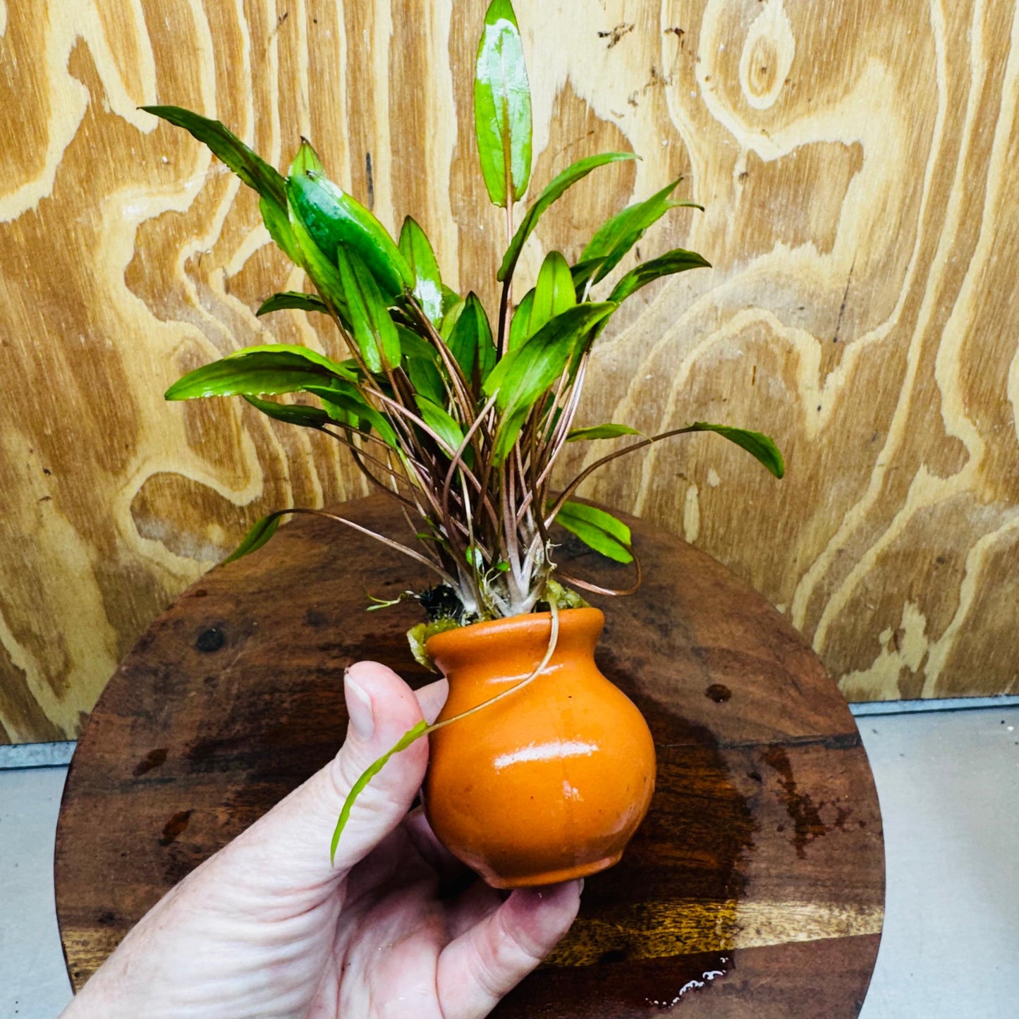 Scapeshop.com.au Vase Cryptocoryne Wendtii Tall Terracotta Vase Buy Aquarium Plants from our farm - Crypt Wendtii Tall Terracotta Vase