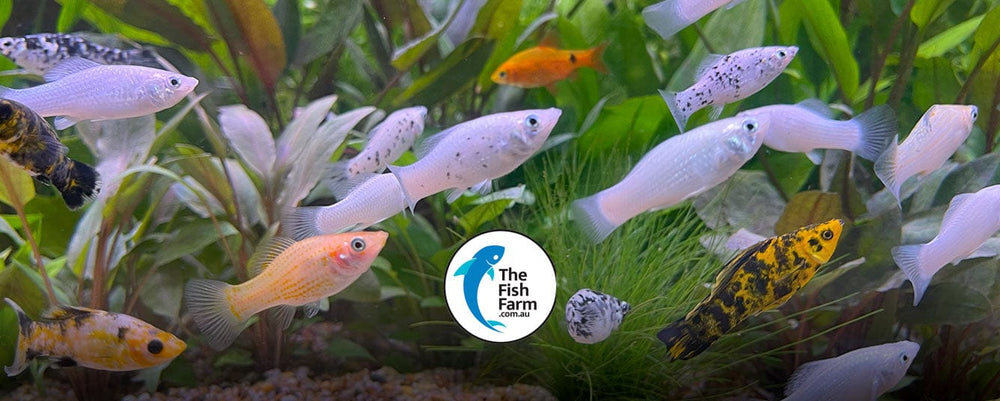 Platies - Many varieties of Platy fish for sale - The Fish Farm ...
