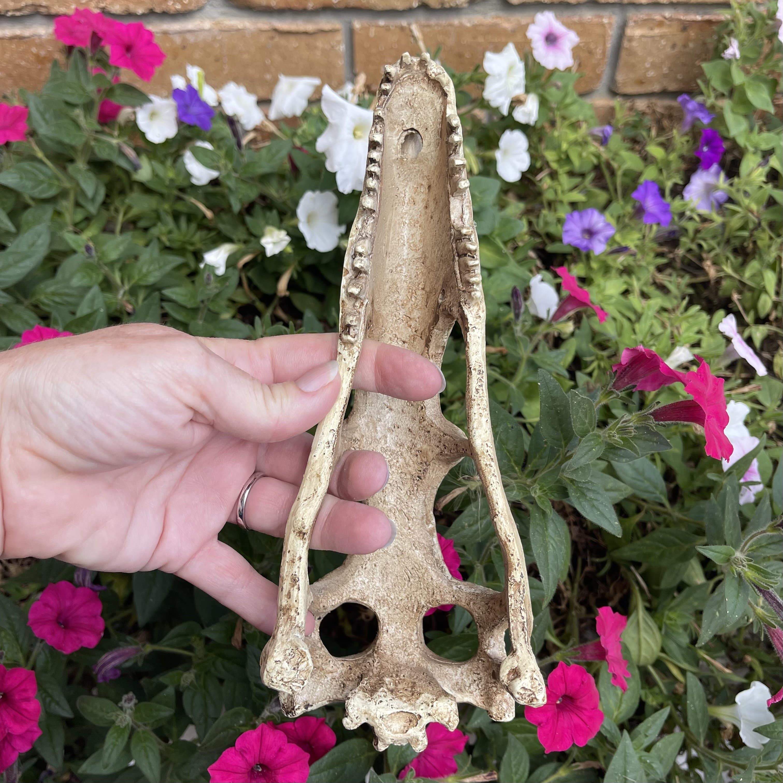 Komodo Resin Ornament Raptor Skull Resin Ornament - Large