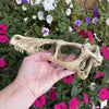Komodo Resin Ornament Raptor Skull Resin Ornament - Large
