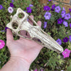 Komodo Resin Ornament Raptor Skull Resin Ornament - Small
