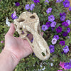 Komodo Resin Ornament T-Rex Skull Resin Ornament - Large