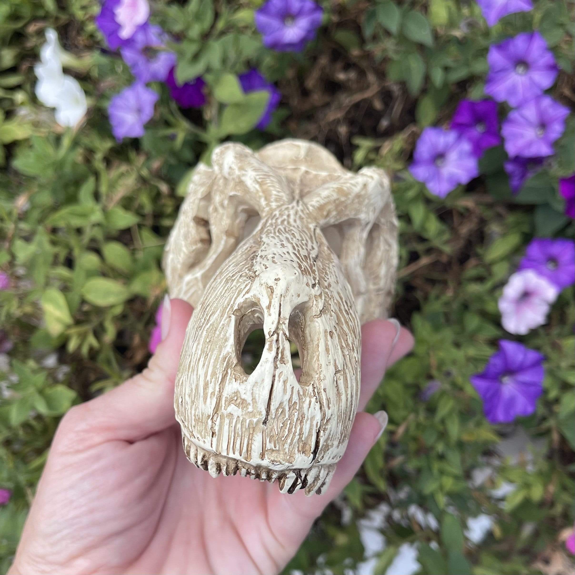 Komodo Resin Ornament T-Rex Skull Resin Ornament - Large