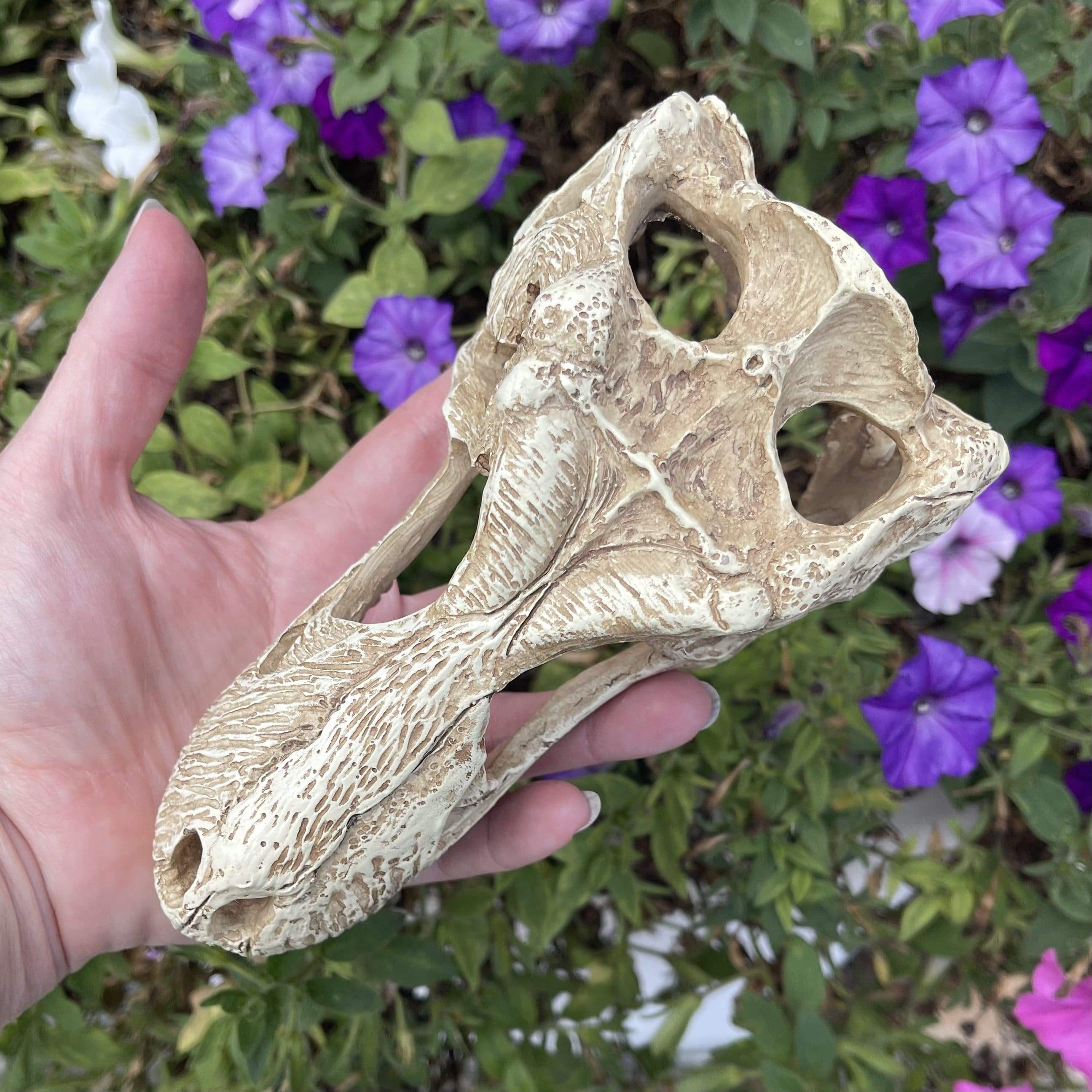 Komodo Resin Ornament T-Rex Skull Resin Ornament - Large