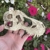 Komodo Resin Ornament T-Rex Skull Resin Ornament - Small