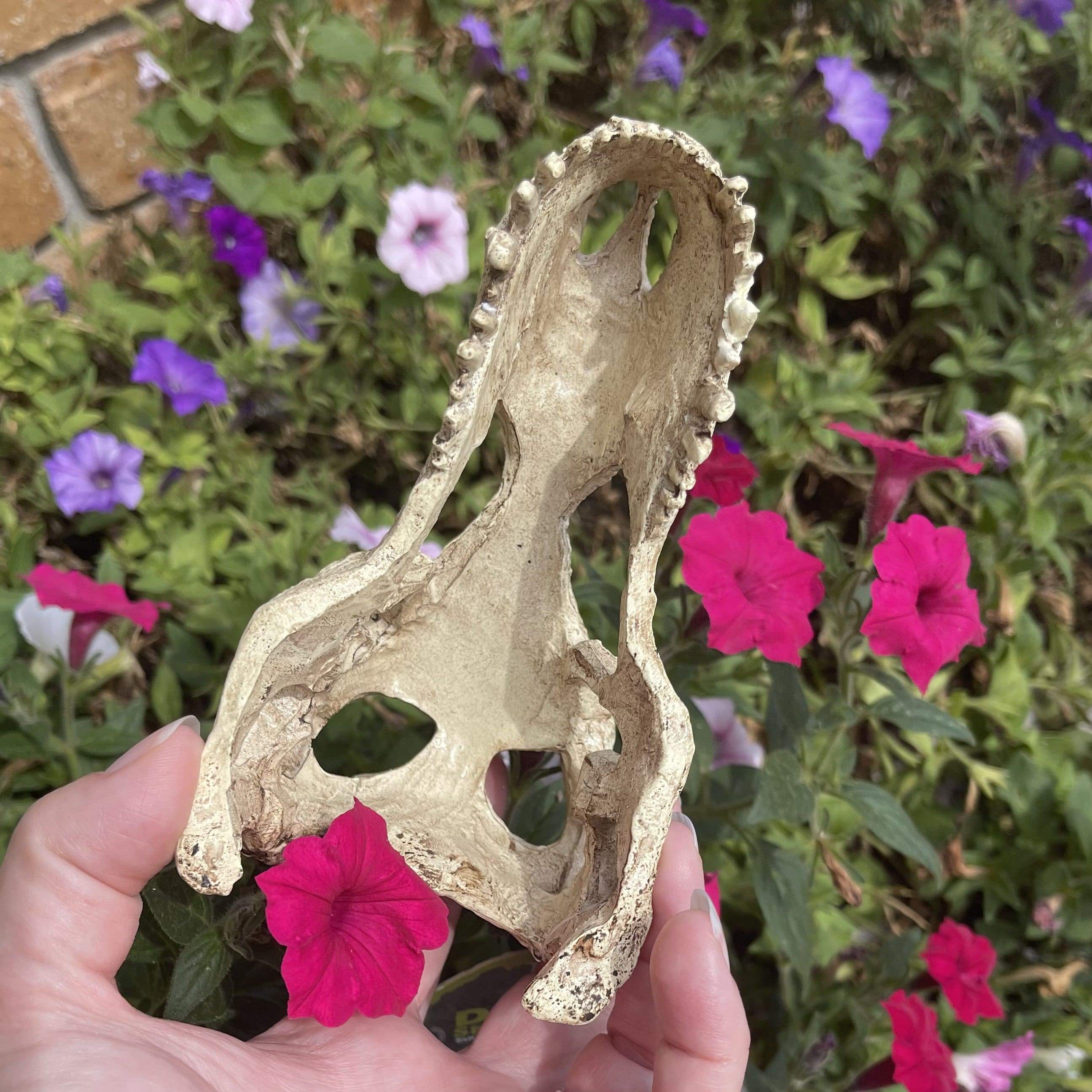 Komodo Resin Ornament T-Rex Skull Resin Ornament - Small