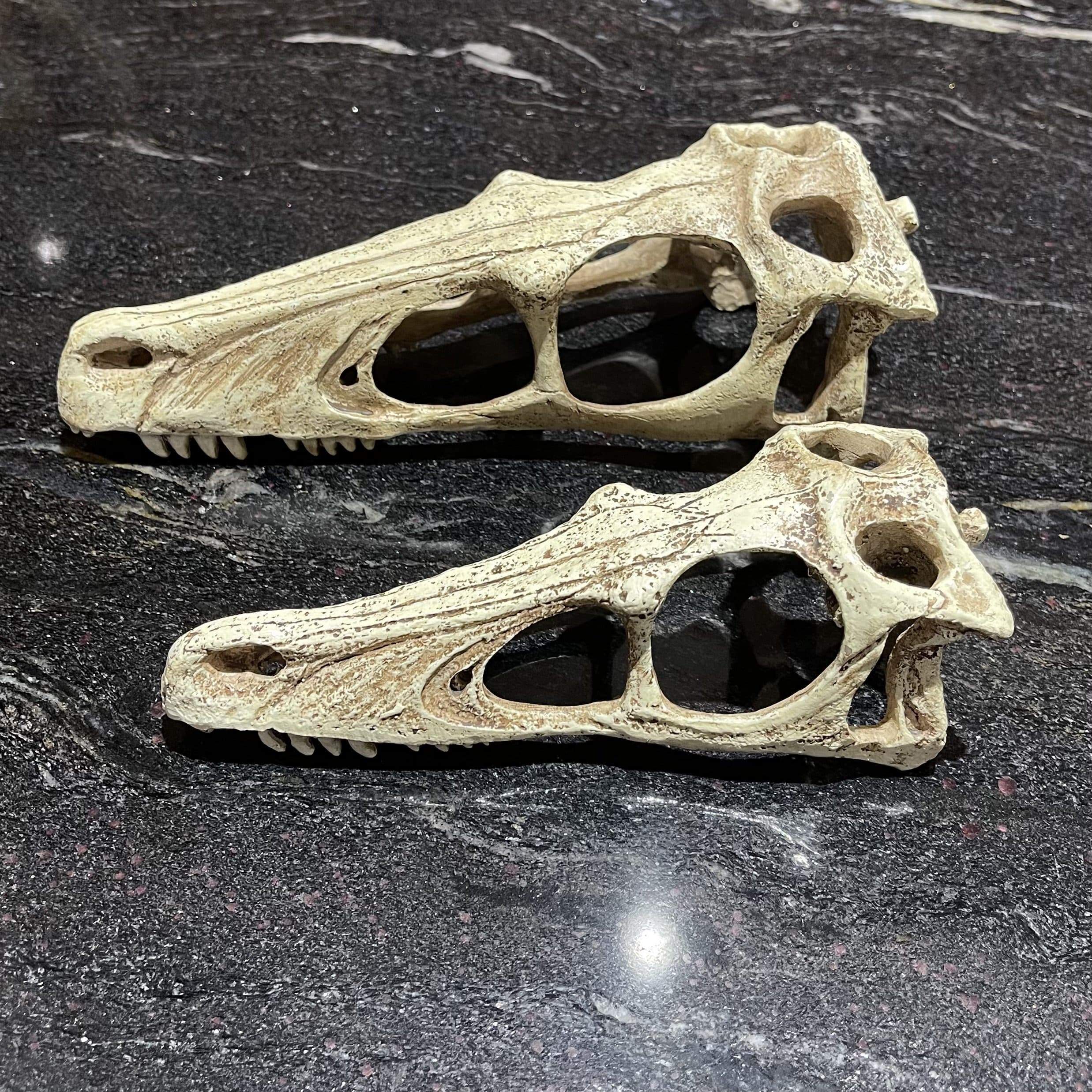 Komodo Resin Ornaments Raptor Skull - Large