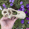 Komodo T-Rex Skull Resin Ornament - Large