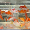 Load image into Gallery viewer, Pisces Aquatics Goldfish Comet Goldfish - Assorted - 5 Fish