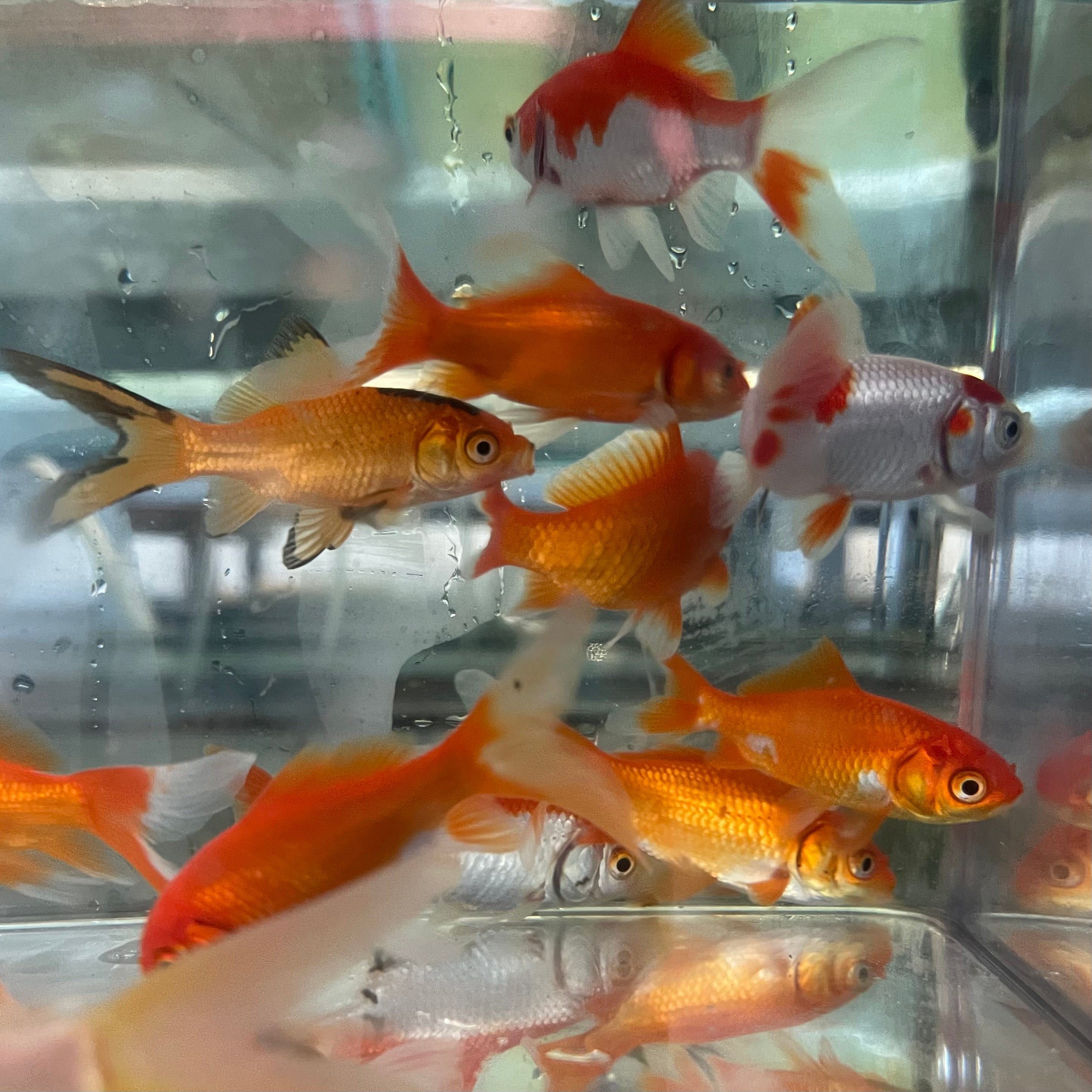 Pisces Aquatics Goldfish Comet Goldfish - Assorted - 5 Fish