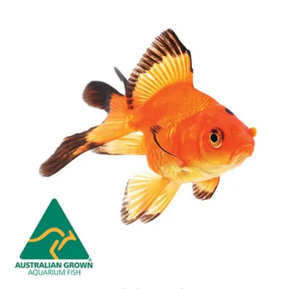Pisces Aquatics Goldfish Fantail Goldfish - Assorted - 10 Fish