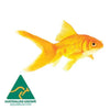 Pisces Aquatics Goldfish Golden Comet Goldfish - 10 Fish