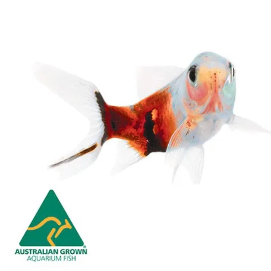 Pisces Aquatics Goldfish Shubunkin Goldfish - 5 Fish