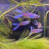 Pisces Aquatics Guppies 18.90 Blue Double Swordtail Guppies (3.5cm)