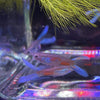 Load image into Gallery viewer, Pisces Aquatics Guppies 18.90 Blue Double Swordtail Guppies (3.5cm)