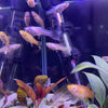 Pisces Aquatics Guppies Assorted Female Fancy Guppies (3.5cm) Schools