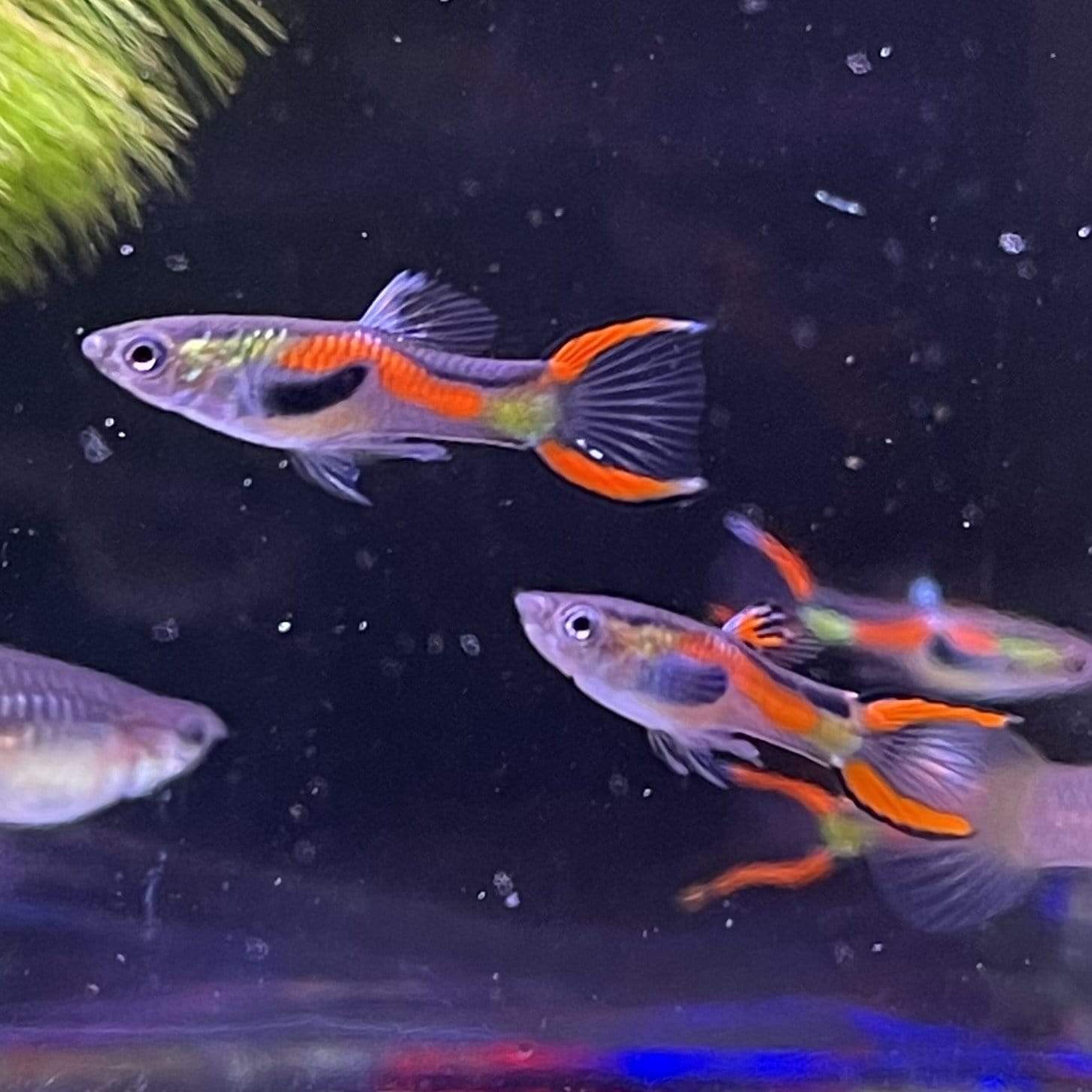 Pisces Aquatics Guppies Black Bar Endler Guppies (2cm)