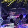 Pisces Aquatics Guppies Black Guppies (3.5cm)