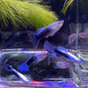Pisces Aquatics Guppies Blue Neon Guppies (3.5cm)