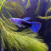 Load image into Gallery viewer, Pisces Aquatics Guppies Blue Neon Guppies (3.5cm)