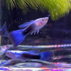 Pisces Aquatics Guppies Blue Neon Guppies (3.5cm)