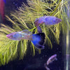 Pisces Aquatics Guppies Blue Sapphire Guppies (3.5cm)