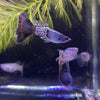 Load image into Gallery viewer, Pisces Aquatics Guppies Blue Sapphire Guppies (3.5cm)
