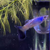 Load image into Gallery viewer, Pisces Aquatics Guppies Blue Sapphire Guppies (3.5cm)