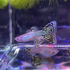 Load image into Gallery viewer, Pisces Aquatics Guppies Green Cobra Guppies (3.5cm)