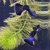 Load image into Gallery viewer, Pisces Aquatics Guppies Moscow Blue Guppy (3.5cm) Schools
