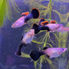 Load image into Gallery viewer, Pisces Aquatics Guppies Pink Tuxedo Guppies (3.5cm) Schools