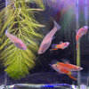 Load image into Gallery viewer, Pisces Aquatics Guppies Pisces Pink Bottom Swordtail Guppies (3.5cm) Schools