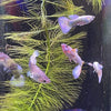Pisces Aquatics Guppies Platinum Dumbo (Elephant Ear) Guppies (3.5cm) Schools