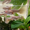 Pisces Aquatics Guppies Platinum Yellow Guppies (3.5cm) Schools