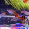 Load image into Gallery viewer, Pisces Aquatics Guppies Red Cobra Guppies (3.5cm) Schools