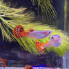 Pisces Aquatics Guppies Red Cobra Guppies (3.5cm) Schools