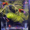 Load image into Gallery viewer, Pisces Aquatics Guppies Red Dragon Guppies (3.5cm)