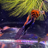 Load image into Gallery viewer, Pisces Aquatics Guppies Red Dragon Guppies (3.5cm)