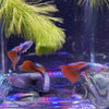 Pisces Aquatics Guppies Red Neon Guppies (3.5cm)