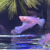 Pisces Aquatics Guppies Snow White Guppies (3.5cm) Schools