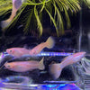 Pisces Aquatics Guppies Yellow Cobra Guppies Schools (3.5cm)