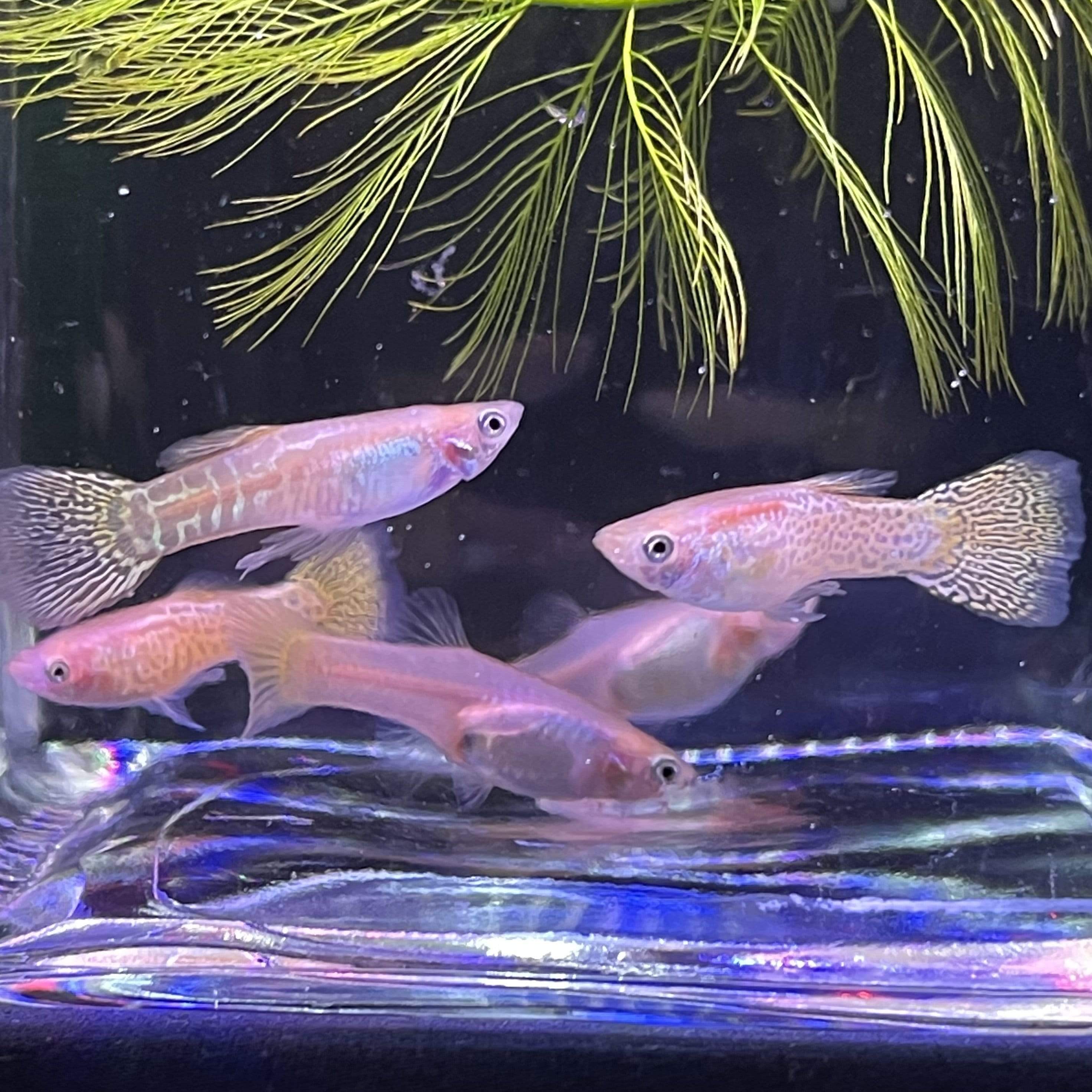 Pisces Aquatics Guppies Yellow Cobra Guppies Schools (3.5cm)