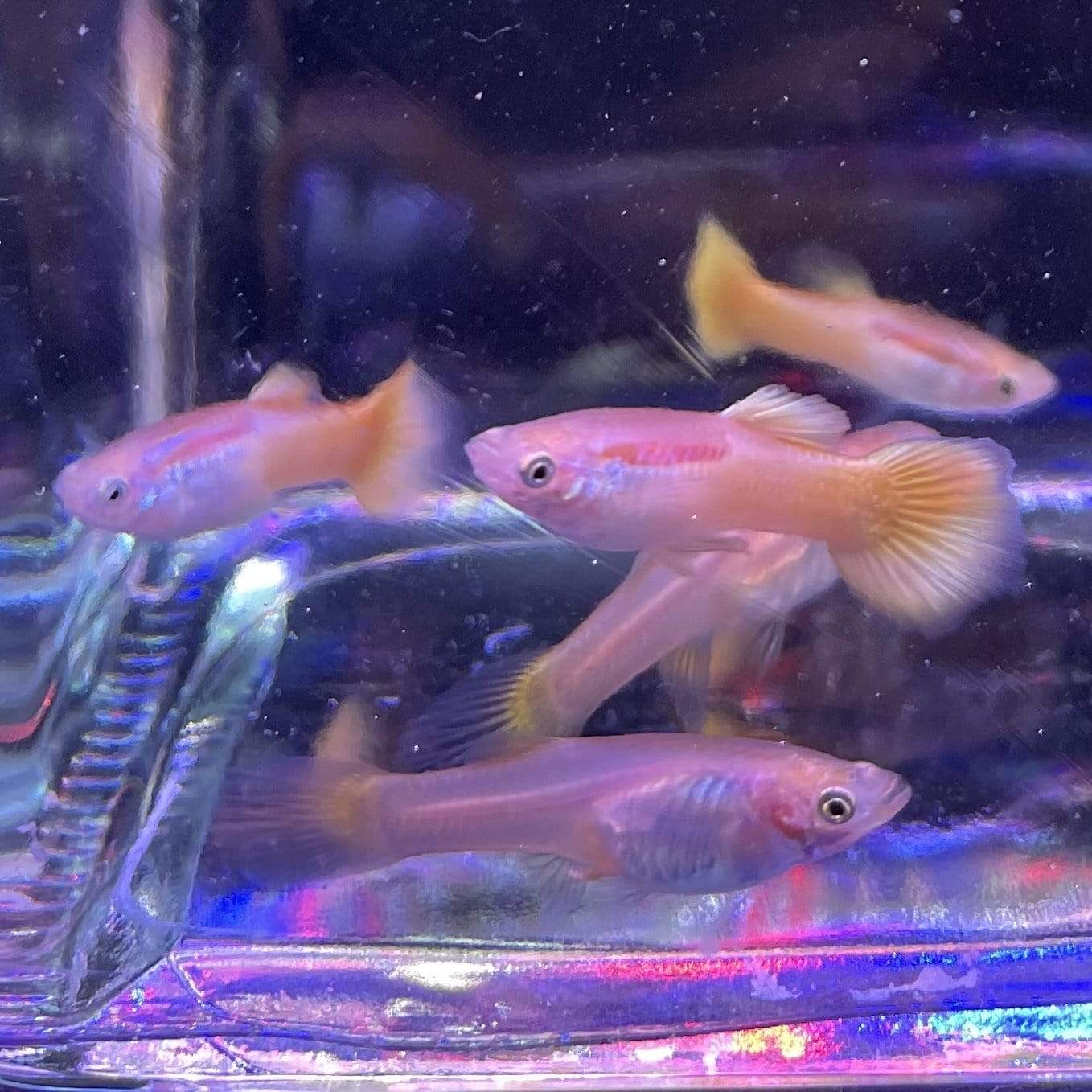 Pisces Aquatics Guppies Yellow Guppies Schools (3.5cm)