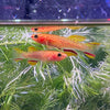 Pisces Aquatics Killifish Fundulopanchax Gardeneri - Golden lyretail gardeneri Killifish Pair