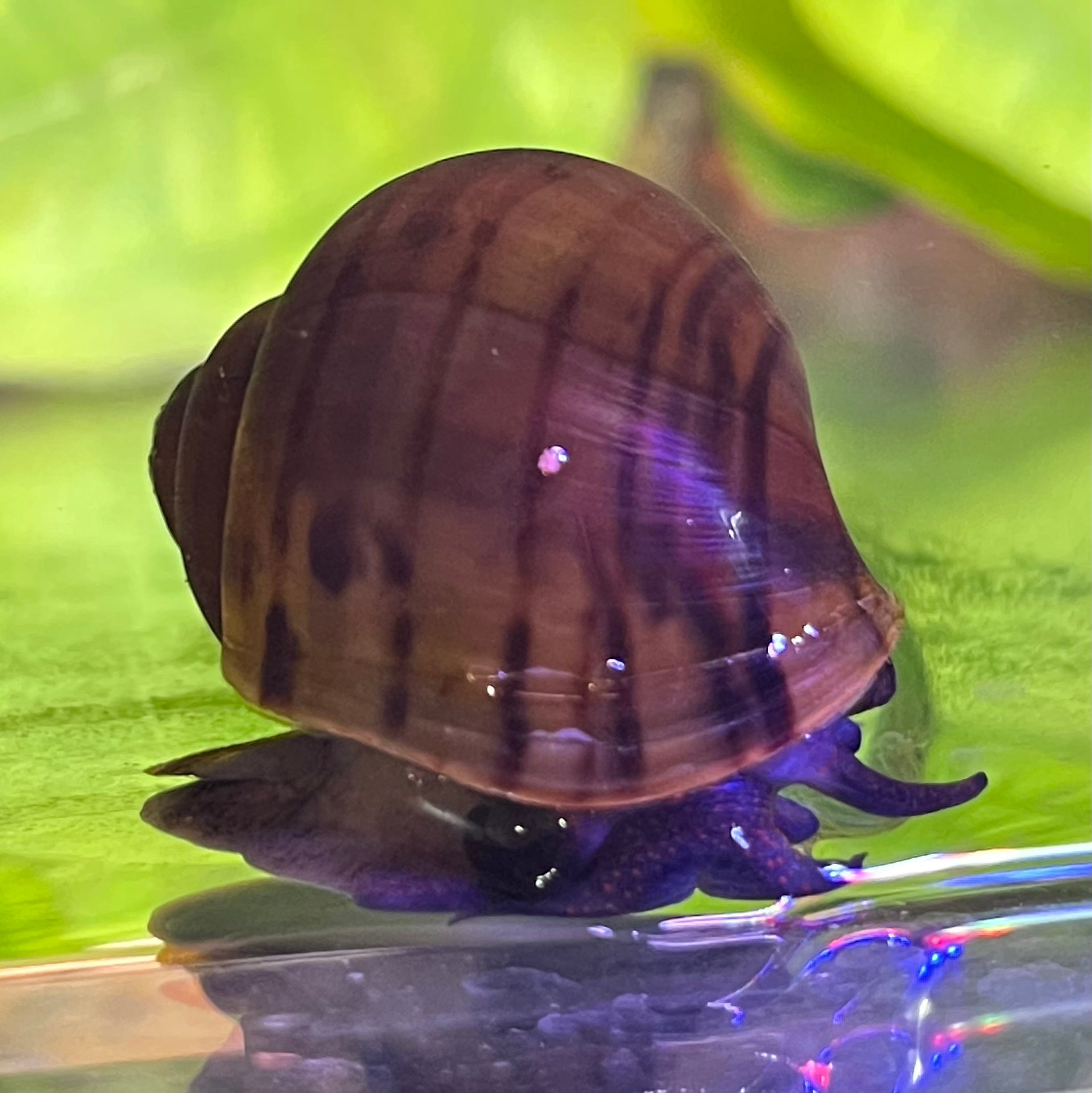 Pisces Aquatics Snails Black Mystery Snail