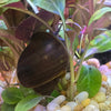 Pisces Aquatics Snails Black Mystery Snail