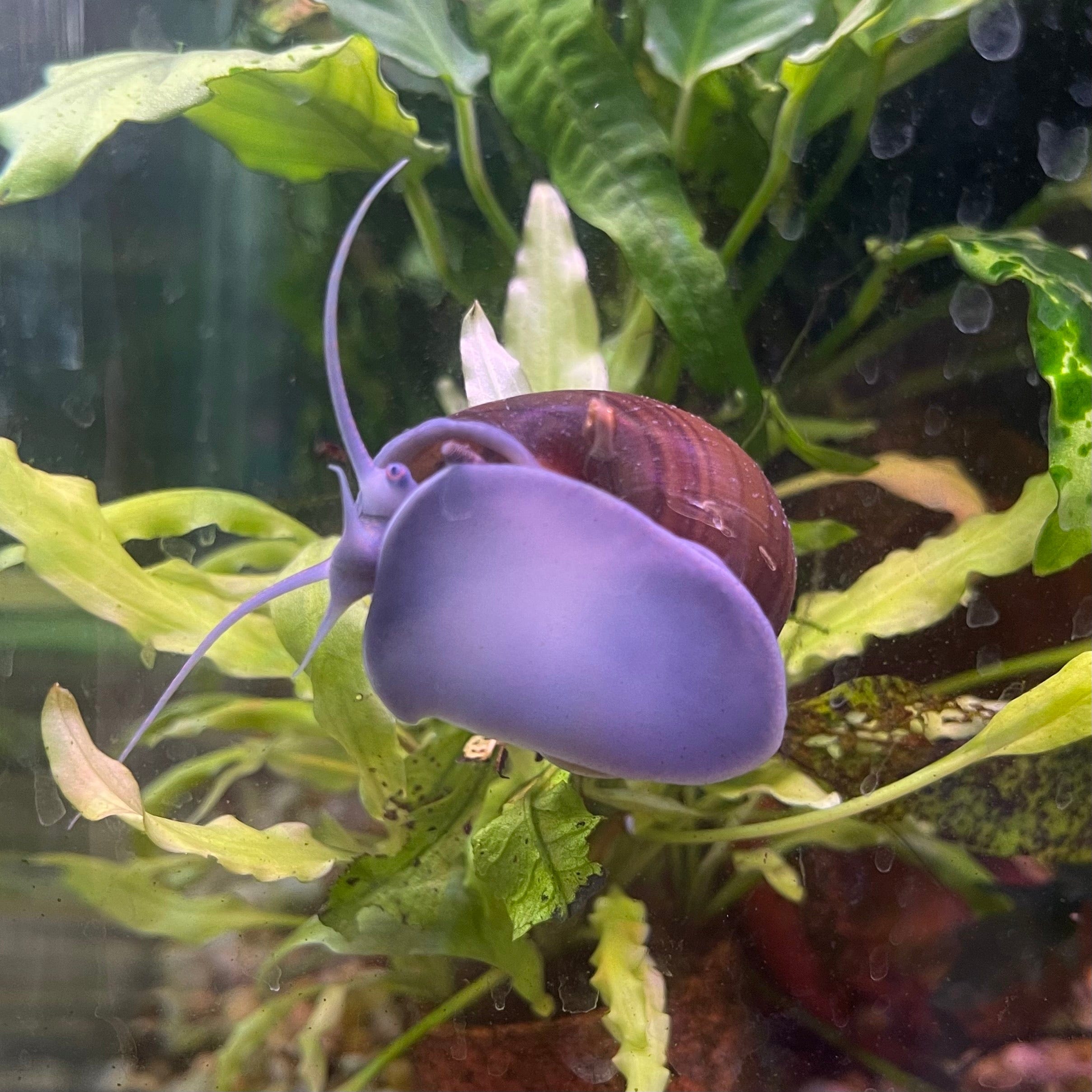 Pisces Aquatics Snails Black Mystery Snail