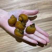 Pisces Aquatics Snails Gold Mystery Snail ~ Jumbo