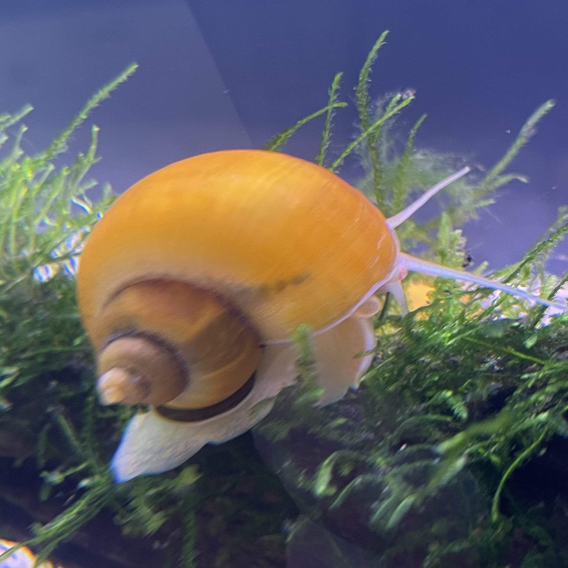 Pisces Aquatics Snails Gold Mystery Snail ~ Jumbo